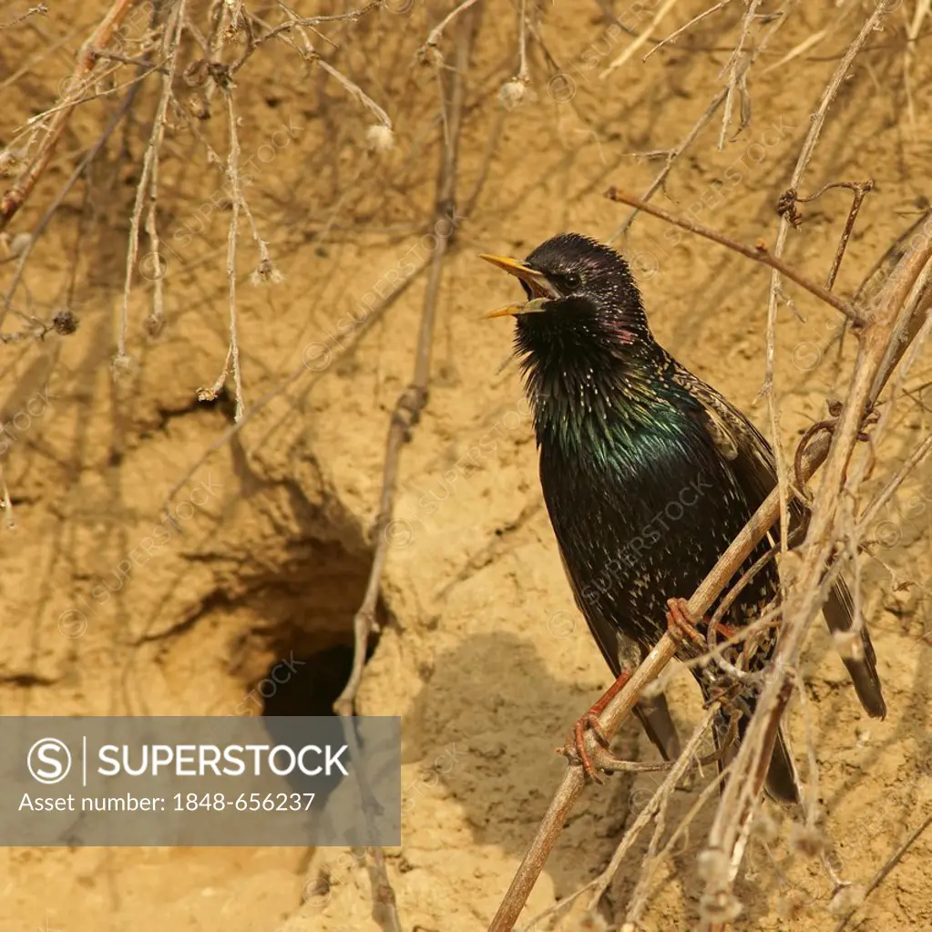 Common starling (Sturnus vulgaris) sitting at nesting hole, northern Bulgaria, Bulgaria, Europe