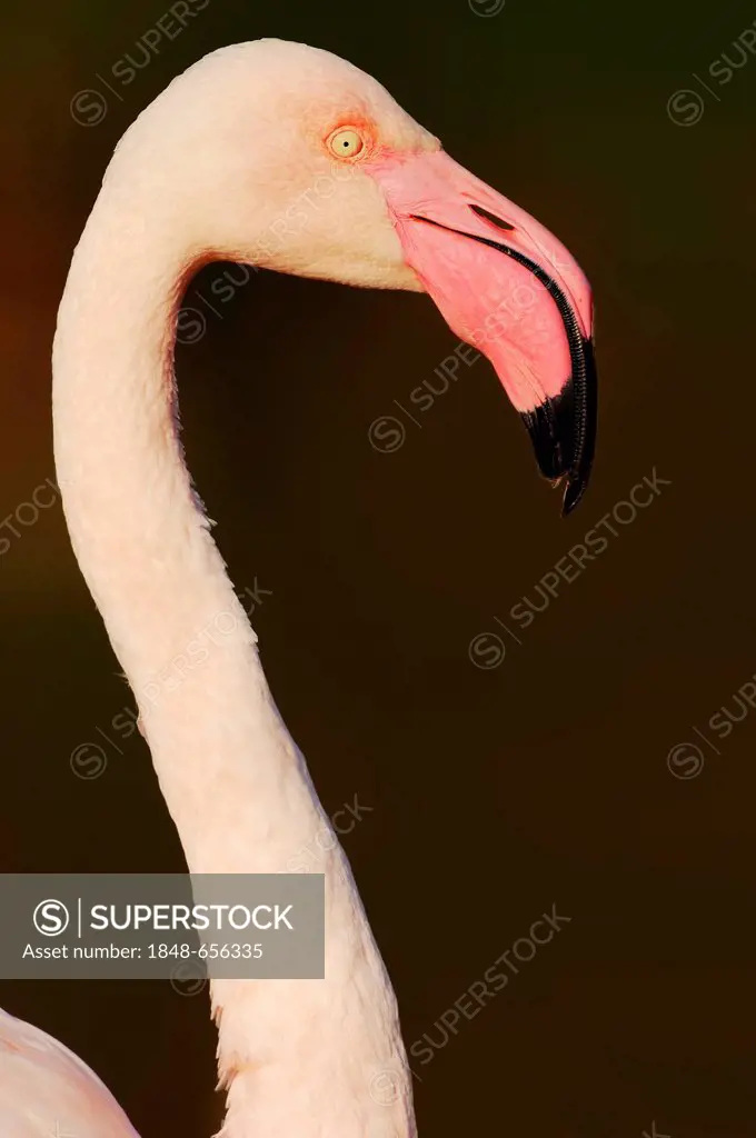 Greater flamingo (Phoenicopterus ruber roseus), portrait, Camargue, Provence, Southern France, France, Europe