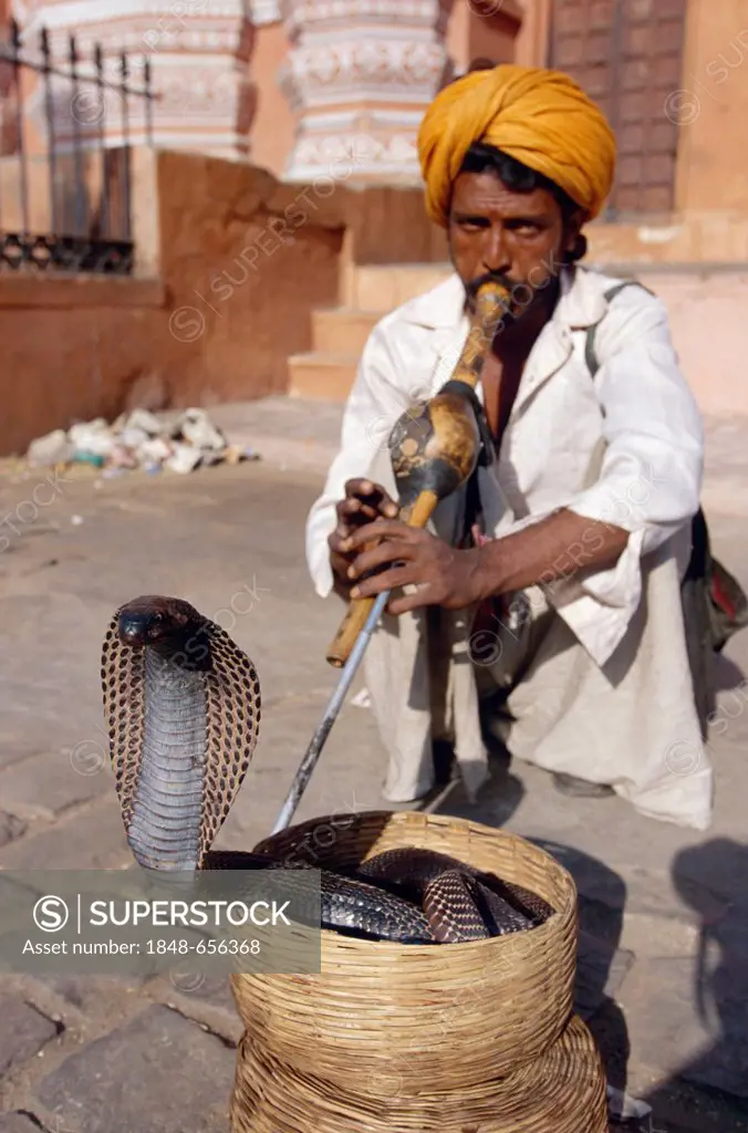 Snake charmer in Jaipur, Rajasthan, India, Asia