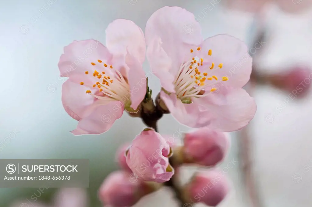 Almond (Prunus dulcis) blossoms