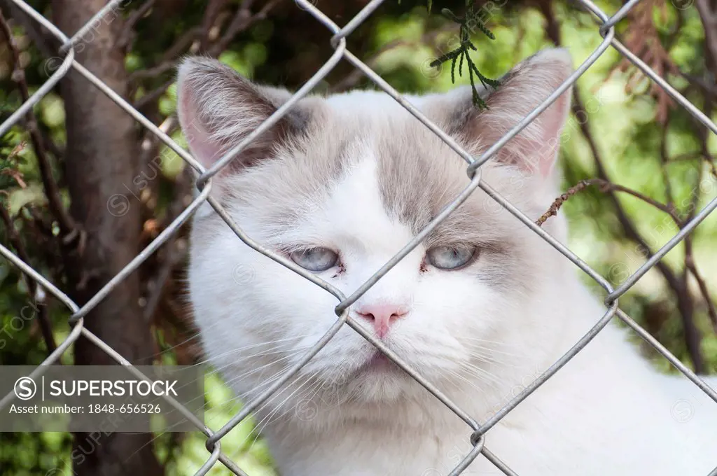 British Shorthair cat behind a chain-link fence, Erfurt-Schwerborn, Thuringia, Germany, Europe