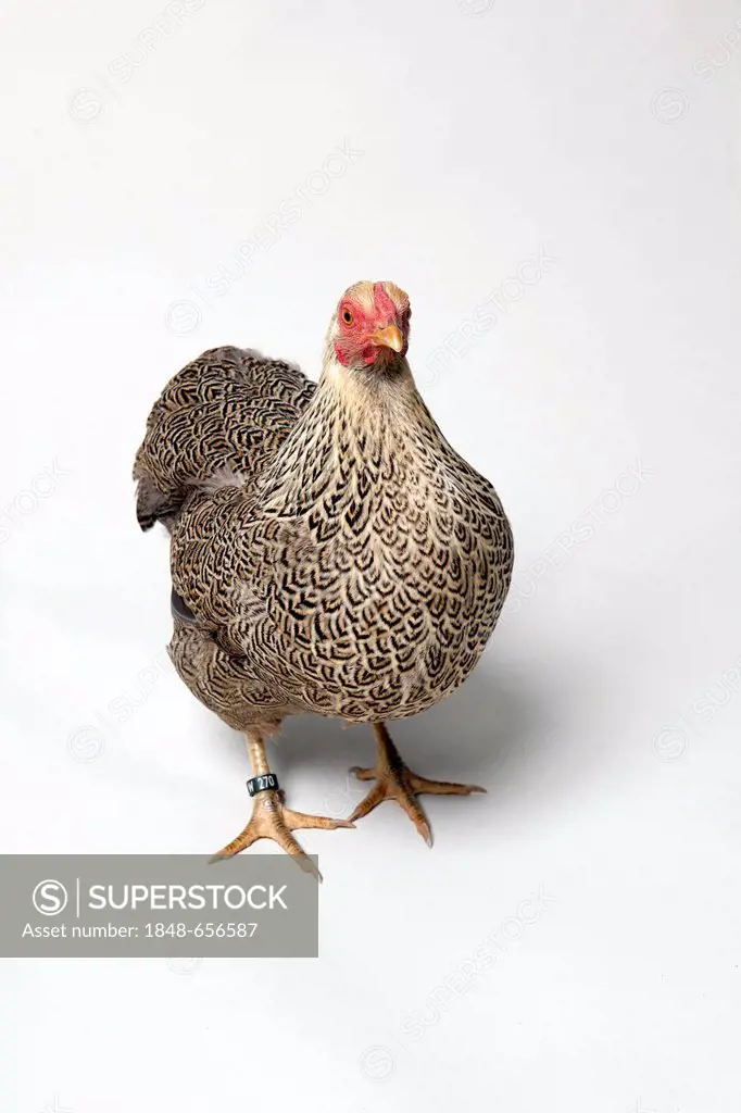 Dwarf-Wyandotte chicken breed