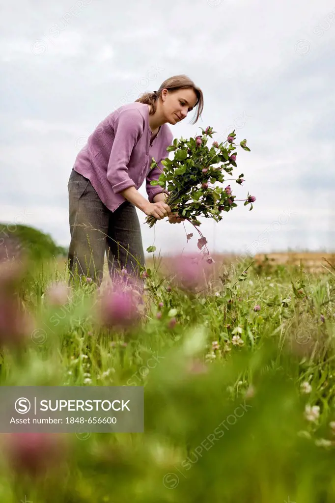 Woman, 35 years, picking flowering clover for a bouquet