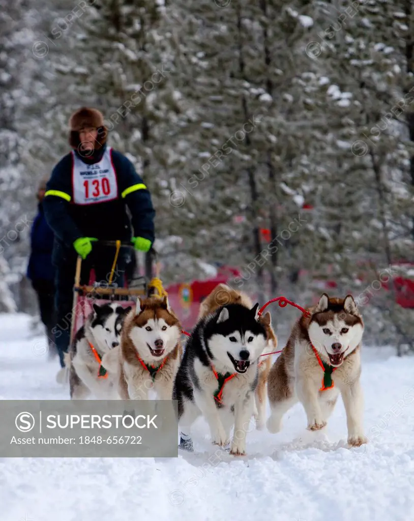 Siberian Huskies, running sled dogs, dog team, dog sledding, mushing, Carbon Hill dog sled race, Mt. Lorne, near Whitehorse, Yukon Territory, Canada