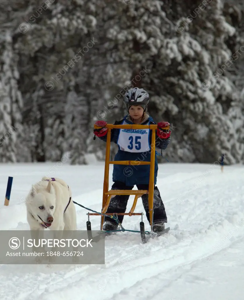 Sled dog, Alaskan Husky, young boy on a dog sled, kick sled, dog sledding, mushing, Carbon Hill dog sled race, Mt. Lorne, near Whitehorse, Yukon Terri...