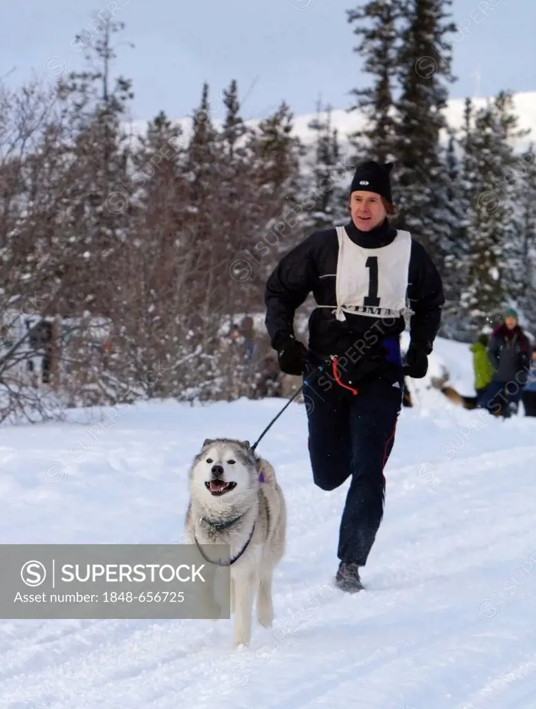Sled dog, Siberian Husky, pulling a running man, canicross, dog sport, sled dog race near Whitehorse, Yukon Territory, Canada