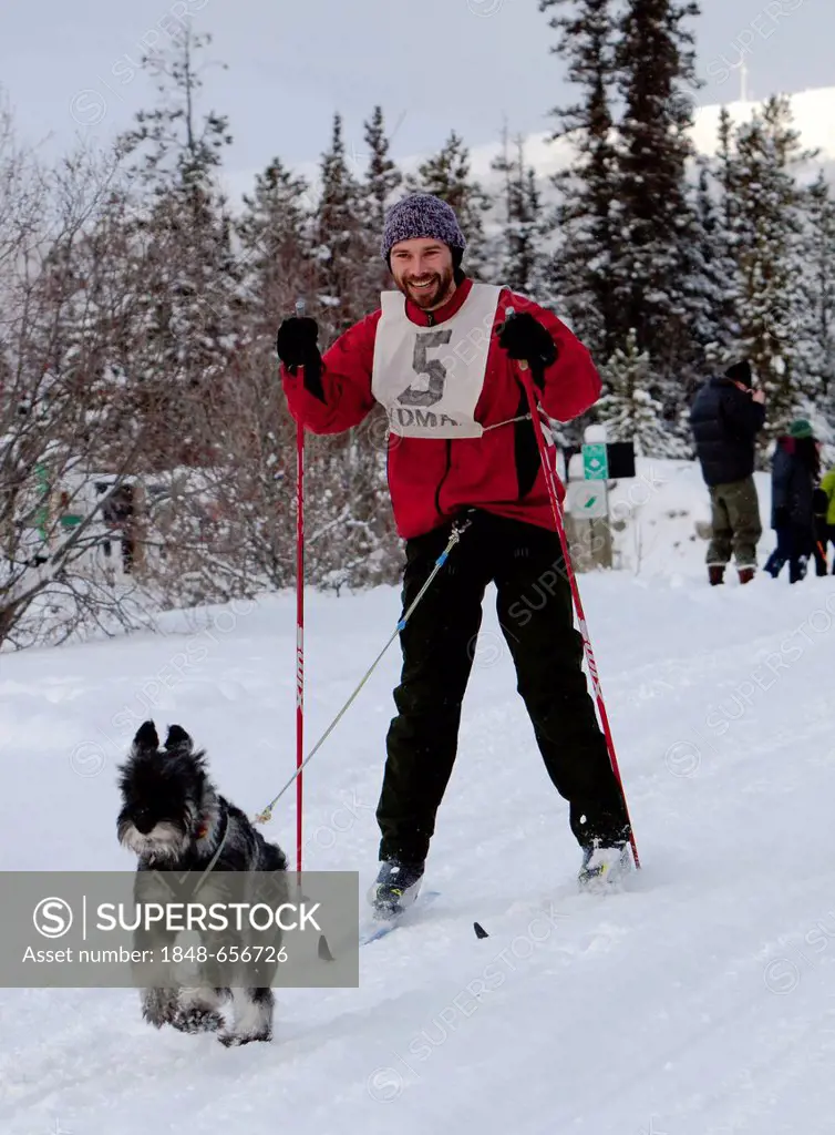 Skier pulled by a schnauzer dog, skijoring, skijoering, dog sport, sled dog race near Whitehorse, Yukon Territory, Canada