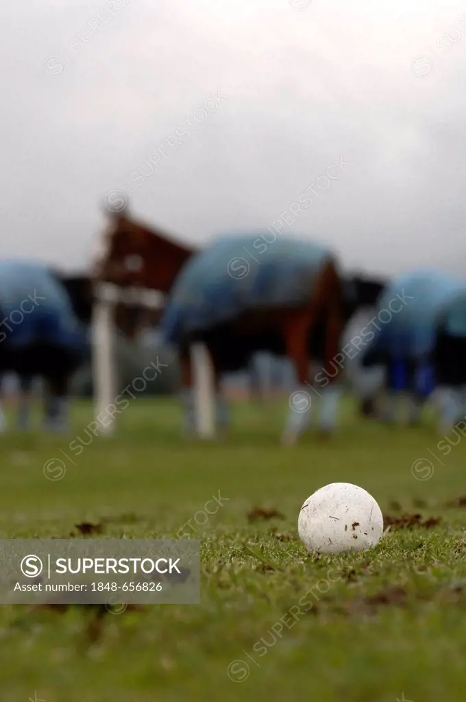 Polo ball lying on the grass, polo horses waiting for the match to begin, Bucherer Trophy 2010, polo tournament, Thann, Holzkirchen, Upper Bavaria, Ba...