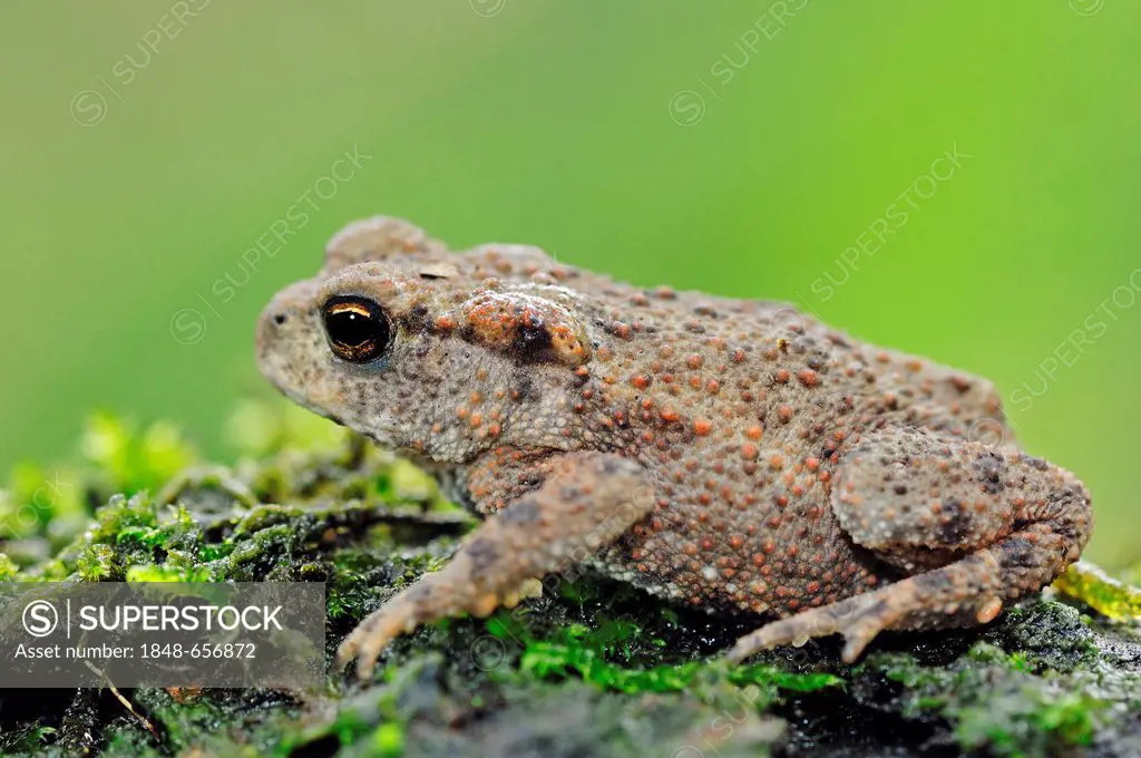Common toad (Bufo bufo), young animal, North Rhine-Westphalia, Germany, Europe