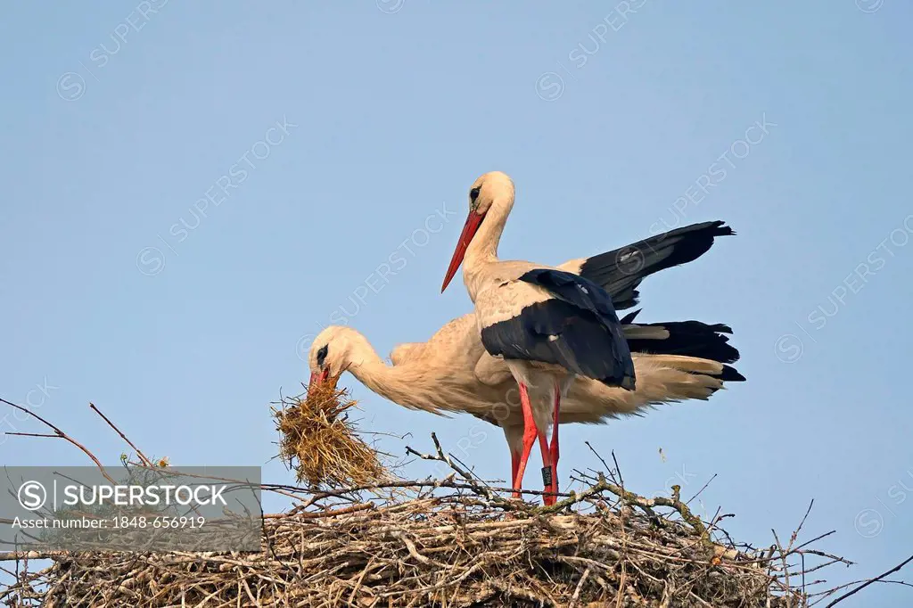 White Stork (Ciconia ciconia) bringing nesting material to the nest, stork village of Linum, Fehrbellin, Brandenburg, Germany, Europe, PublicGround
