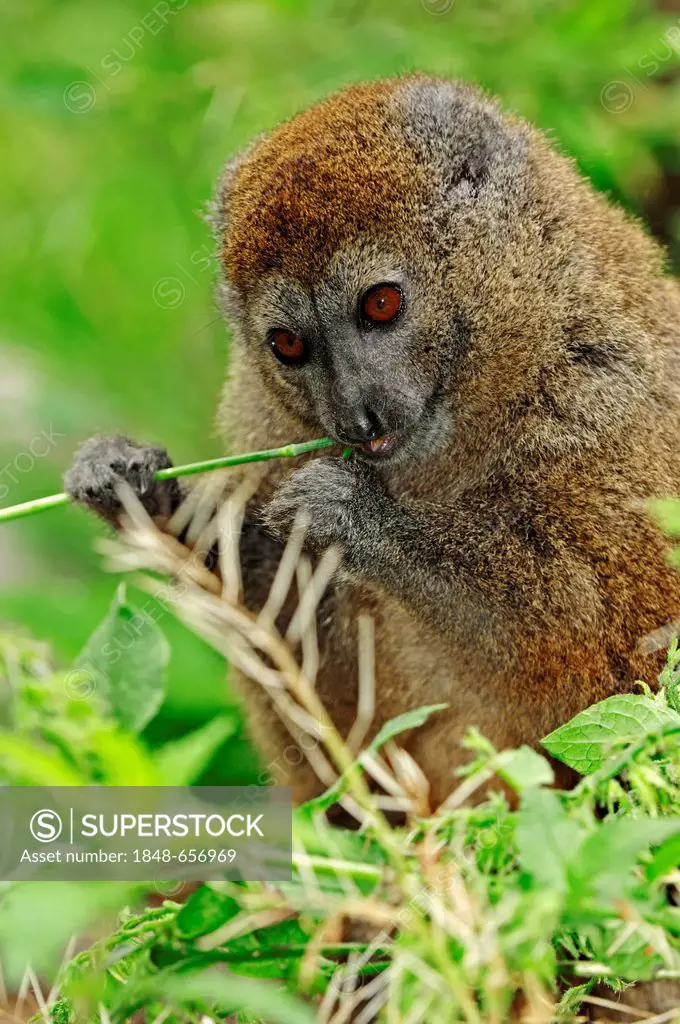Lac Alaotra bamboo lemur or Lac Alaotra gentle lemur (Hapalemur alaotrensis), Madagascar, Africa