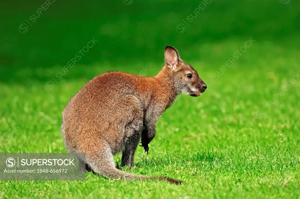 Red-necked wallaby (Macropus rufogriseus), from Australia, captive, North Rhine-Westphalia, Germany, Europe