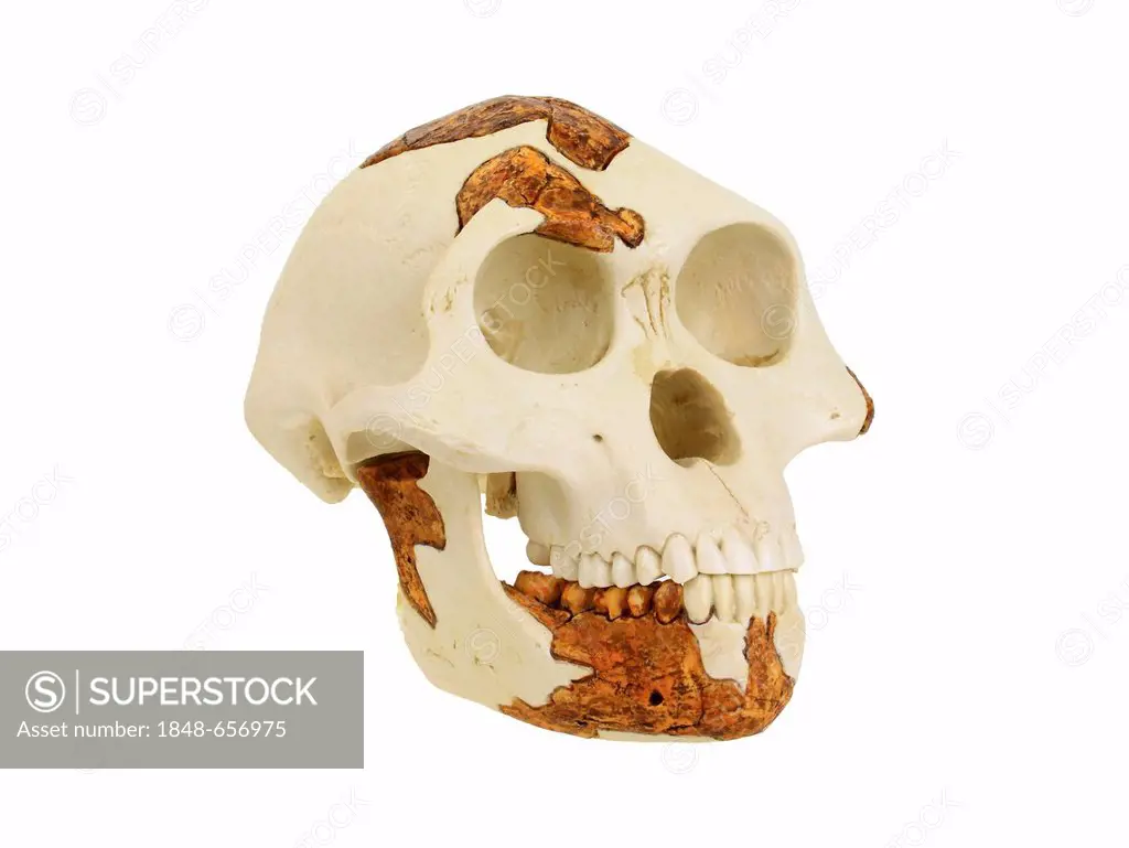 Replica skull of Australopithecus afarensis, Lucy, evolution of human species