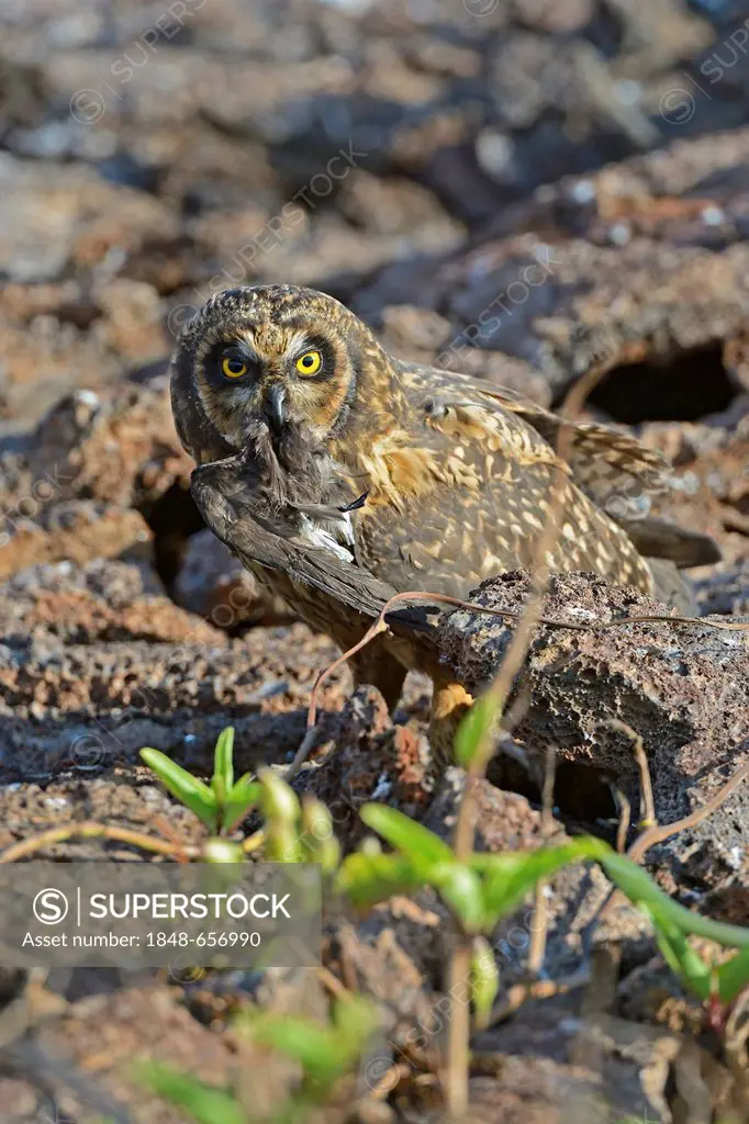 Galapagos Short-eared Owl (Asio flammeus galapagoensis), with Wedge-rumped Storm Petrel (Oceanodroma tethys) prey, Genovesa Island, Galápagos Islands,...