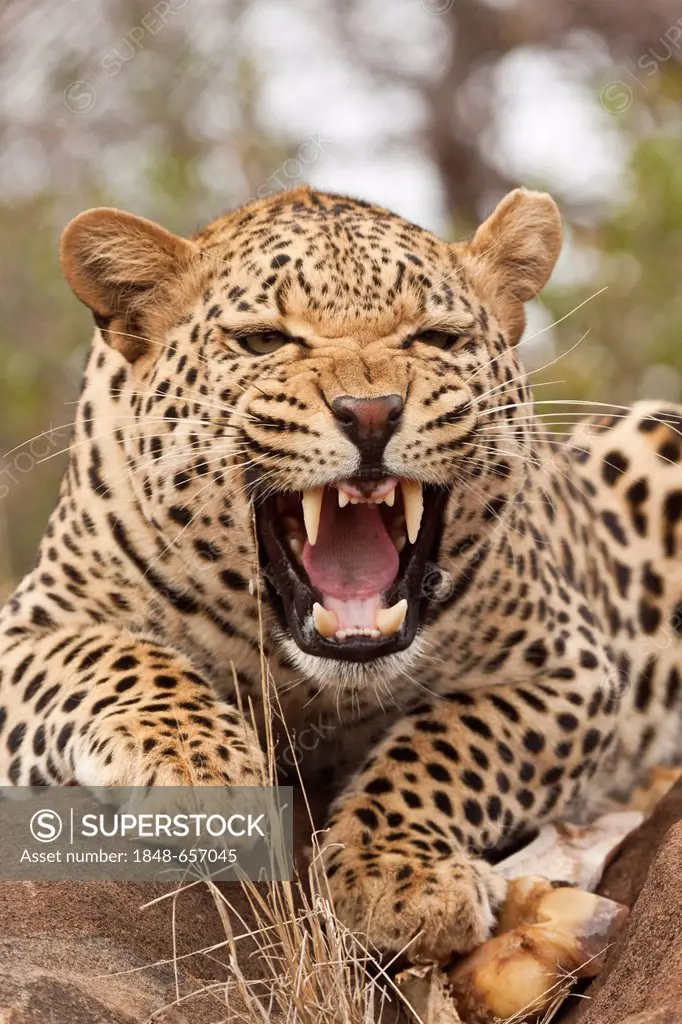 Portrait of a hissing leopard (Panthera pardus), Tshukudu Game Lodge, Hoedspruit, Greater Kruger National Park, Limpopo Province, South Africa
