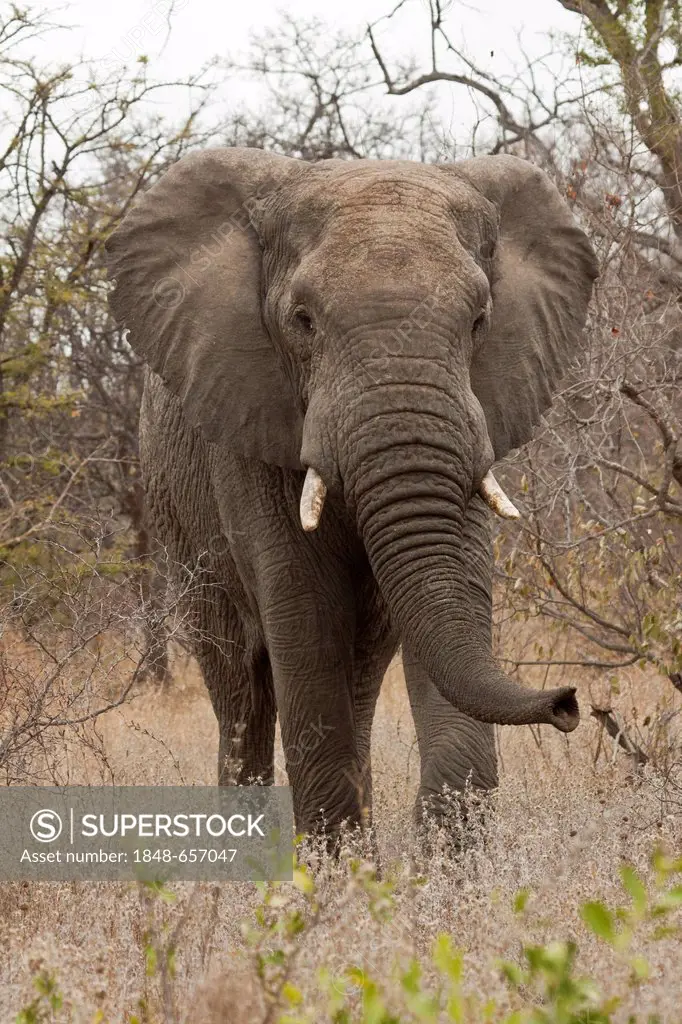 Elephant (Loxodonta africana) in the bush, Tshukudu Game Lodge, Hoedspruit, Greater Kruger National Park, Limpopo Province, South Africa