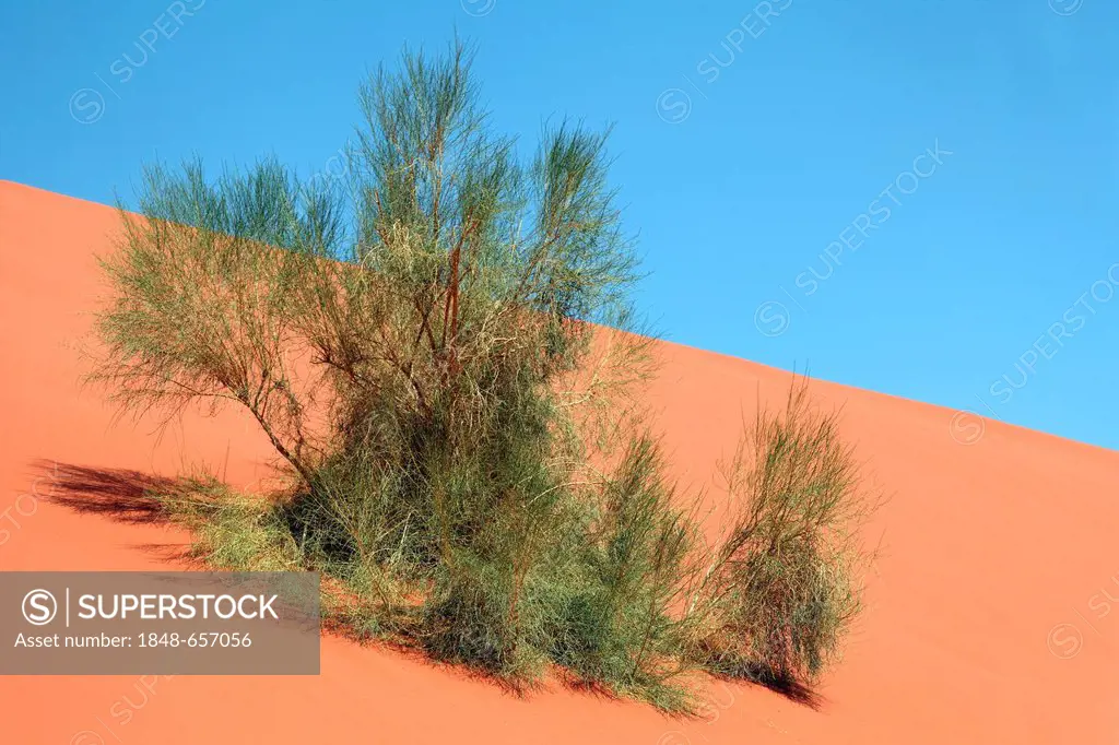 Green bush on a red sand dune, blue sky, desert, Wadi Rum, Hashemite Kingdom of Jordan, Middle East, Asia