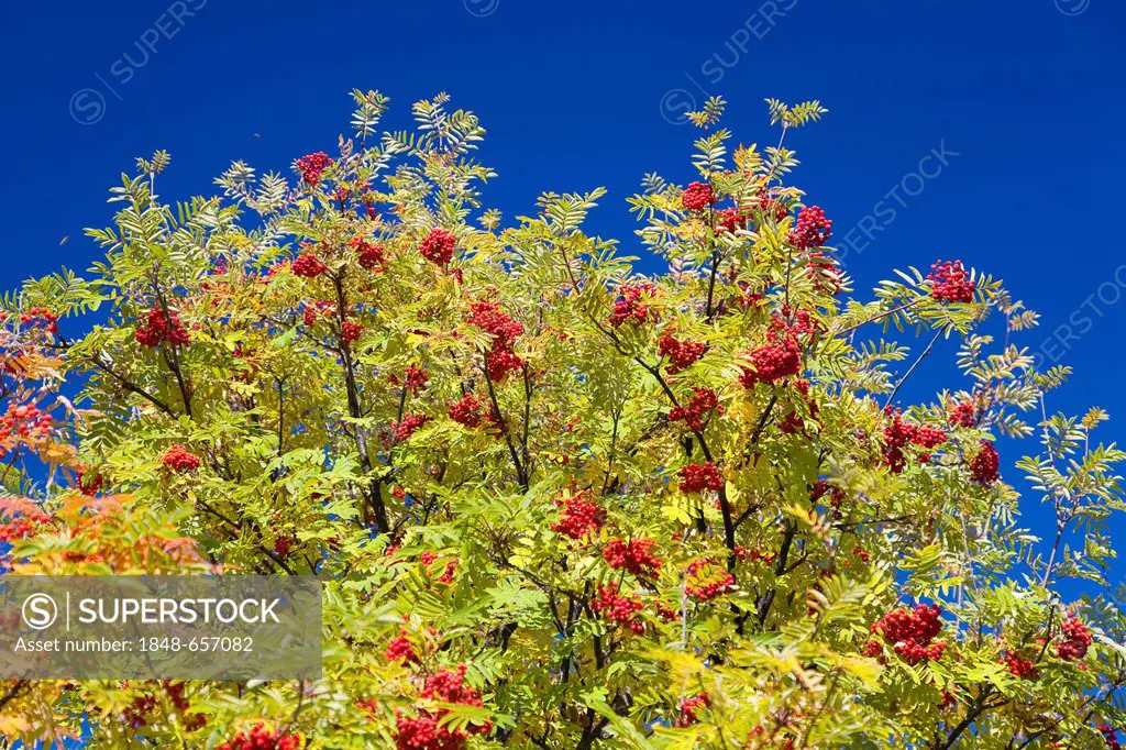 Rowan or mountain ash (Sorbus aucuparia)