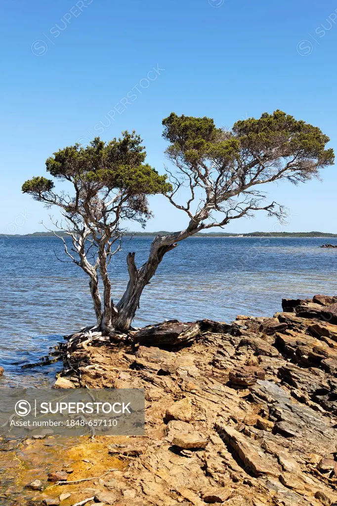 Paperbark tree (Melaleuca) and coastline, Broke Inlet, Western Australia