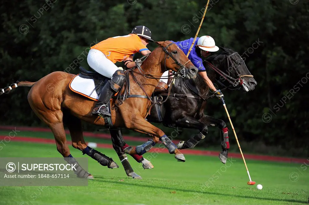 Two polo players are fighting for the ball, Polo European Championships 2010, Ebreichsdorf, Austria, Europe