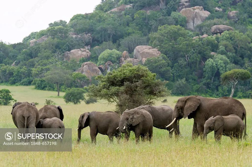 African bush elephants (Loxodonta africana), Moru Kopjes, Serengeti, Tanzania, Africa