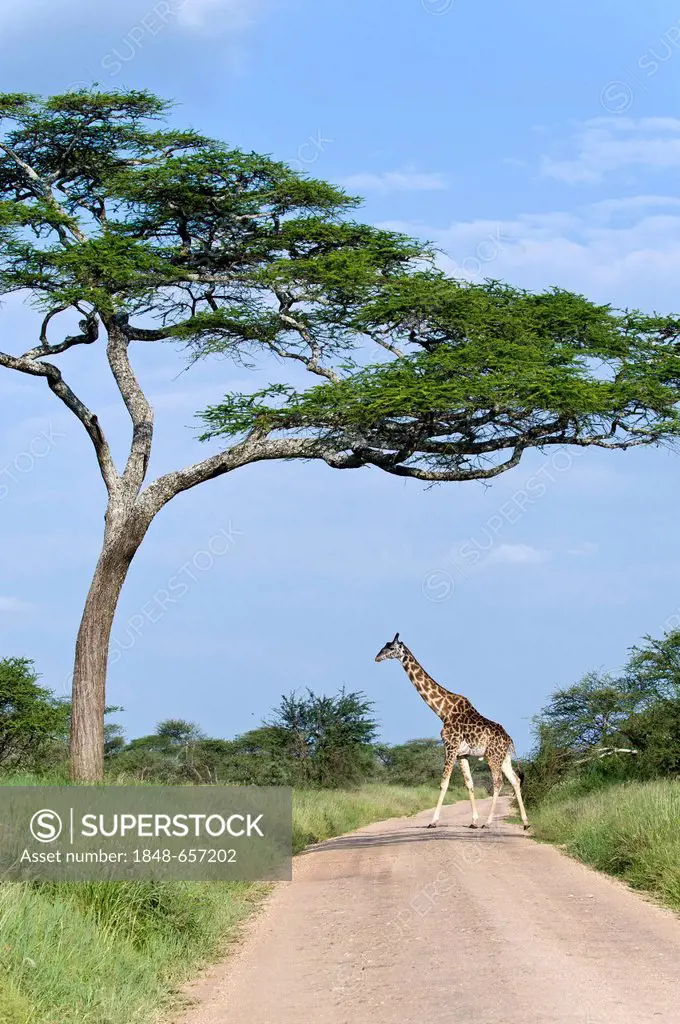 Rothschild giraffe (Giraffa camelopardalis rothschildi) crossing a street in Seronera, Serengeti, Tanzania, Africa