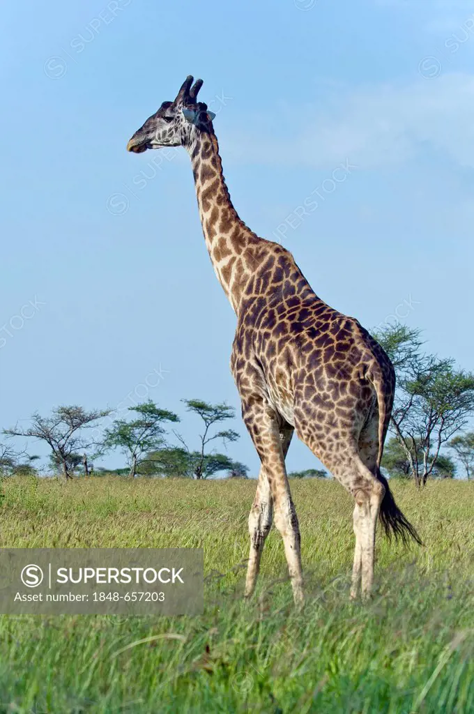 Rothschild giraffe (Giraffa camelopardalis rothschildi) in Seronera, Serengeti, Tanzania, Africa