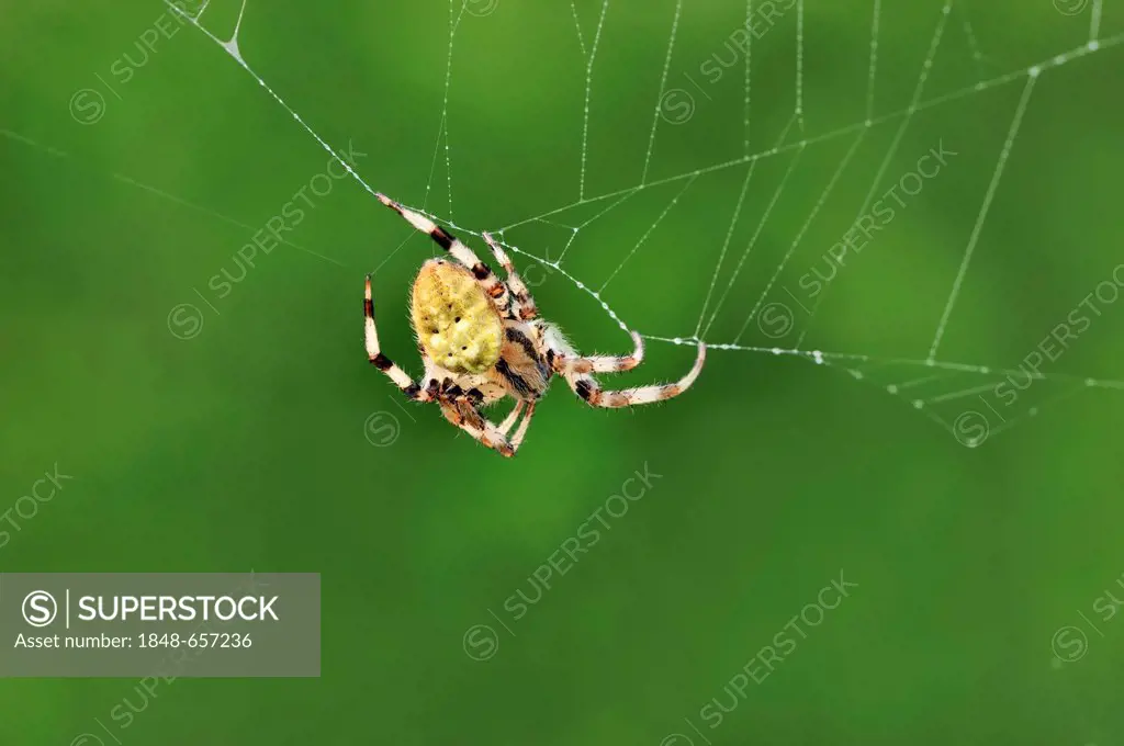 Four-spot Orb-weaver (Araneus quadratus) in the web, North Rhine-Westphalia, Germany, Europe