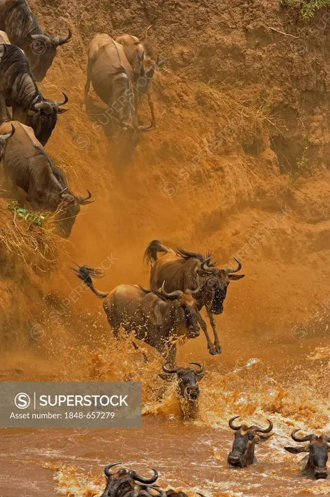 Herd of Wildebeest, Wildebai, or Gnu (Connochaetes) crossing the Mara river in Masai Mara, Kenya, Africa
