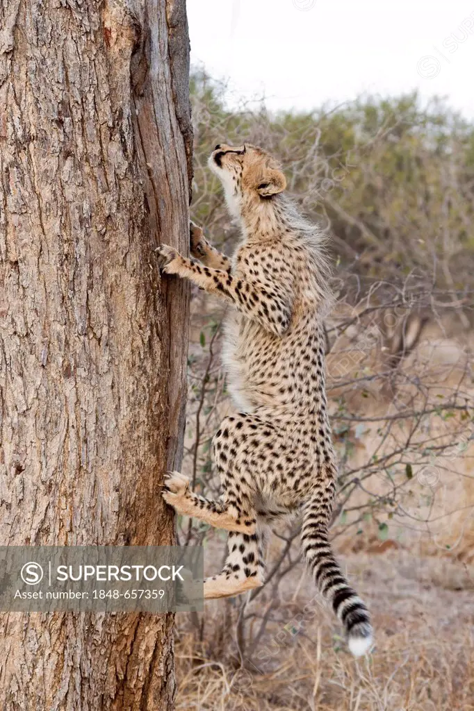 Cheetah (Acinonyx jubatus), juvenile climbing a tree, Tshukudu Game Lodge, Hoedspruit, Greater Kruger National Park, Limpopo Province, South Africa, A...