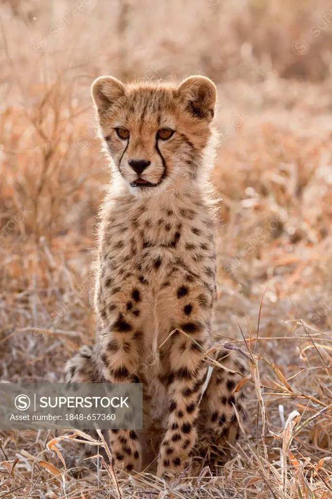 Cheetah (Acinonyx jubatus), juvenile, Tshukudu Game Lodge, Hoedspruit, Greater Kruger National Park, Limpopo Province, South Africa, Africa