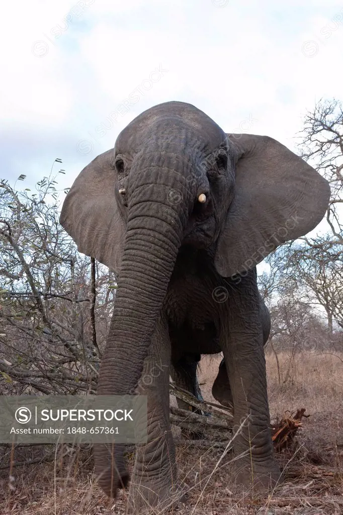 Young African Bush Elephant (Loxodonta africana), Tshukudu Game Lodge, Hoedspruit, Greater Kruger National Park, Limpopo Province, South Africa, Afric...