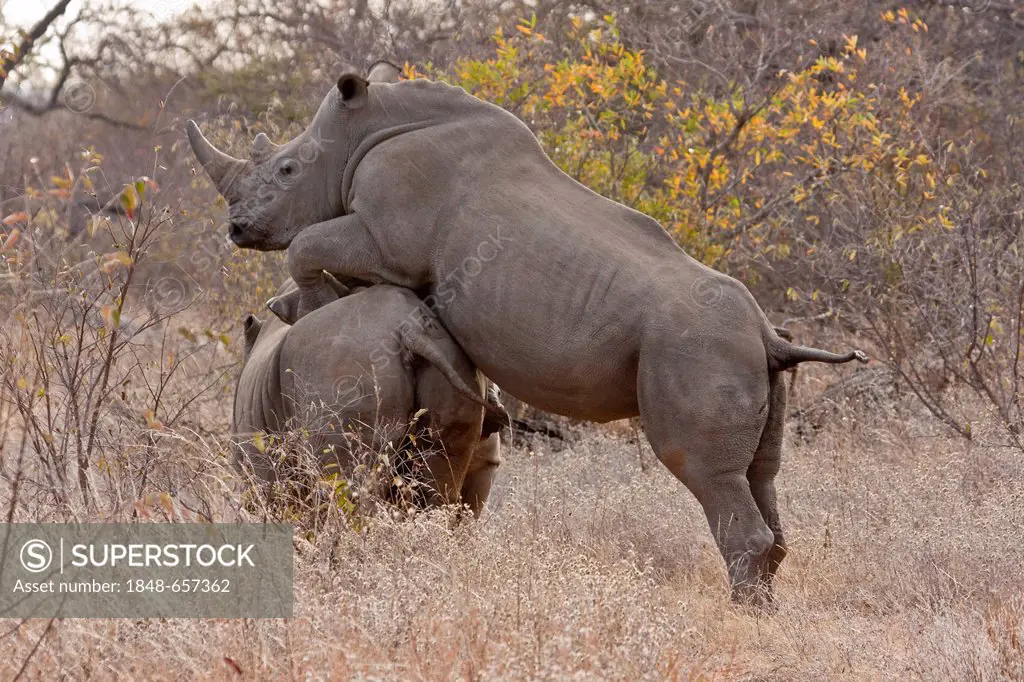 Young Rhinoceros (Ceratotherium simum) practicing copula, Tshukudu Game Lodge, Hoedspruit, Greater Kruger National Park, Limpopo Province, South Afric...