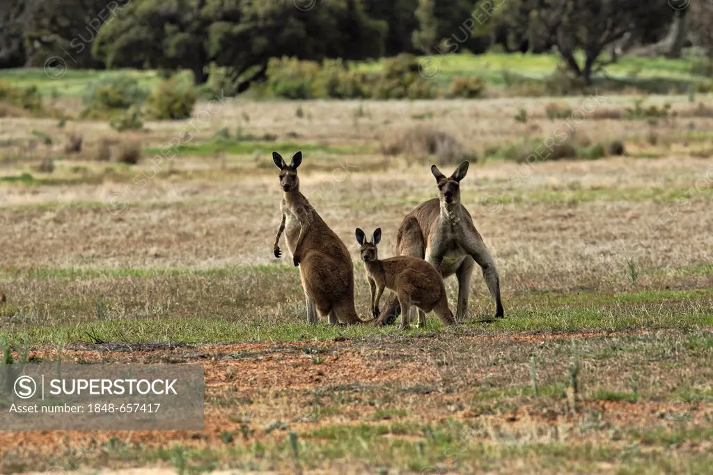 Kangaroo family in meadow, Western Australia, Australia