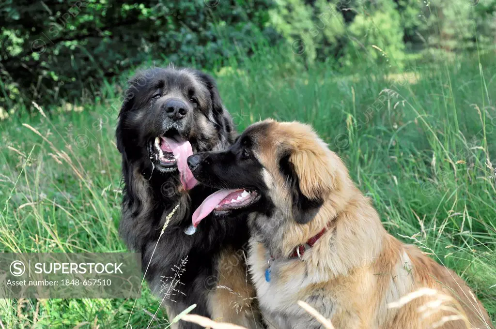 Two Leonberger dogs, dog breed, Schwaebisch Gmuend, Baden-Wuerttemberg, Germany, Europe