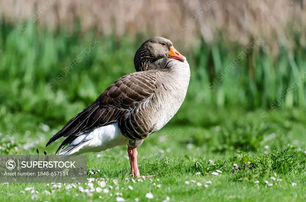 Greylag or Graylag goose (Anser anser) in St James's Park, London, South England, England, United Kingdom, Europe