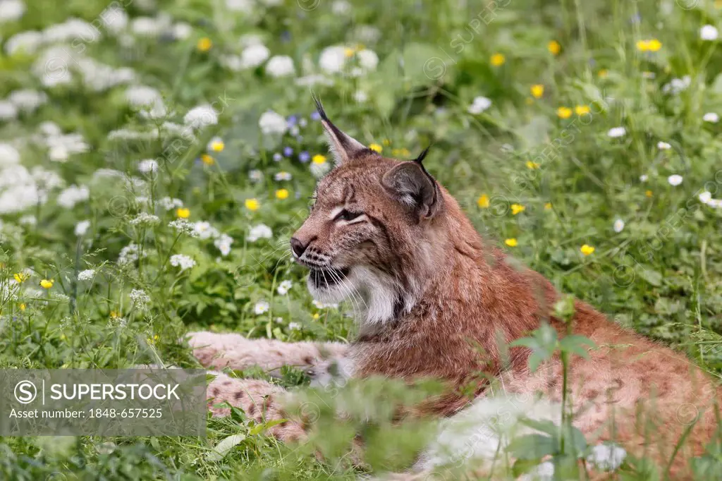 Eurasian lynx or Northern lynx (Lynx lynx), Cumberland Deer Park Gruenau, Salzkammergut region, Upper Austria, Austria, Europe