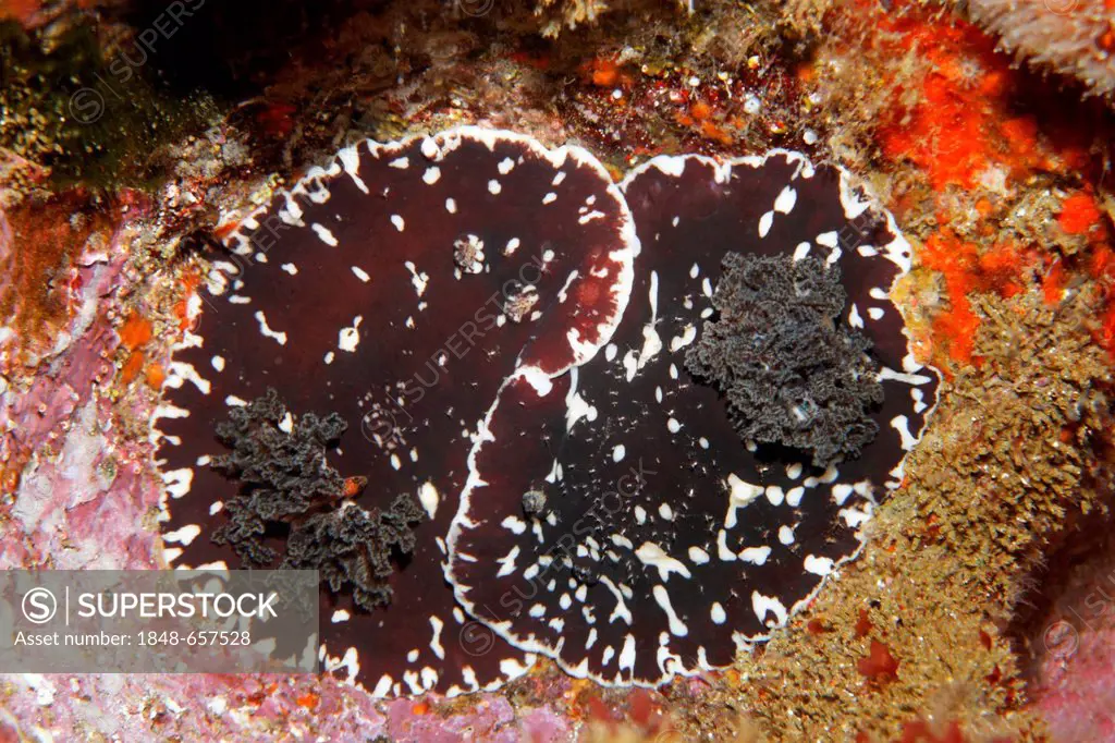 Unidentified nudibranchs (Platydoris sp.), mating, Ponta de Sao Vicente, Isabella Island, Albemarle, Galapagos Islands, a UNESCO World Natural Heritag...