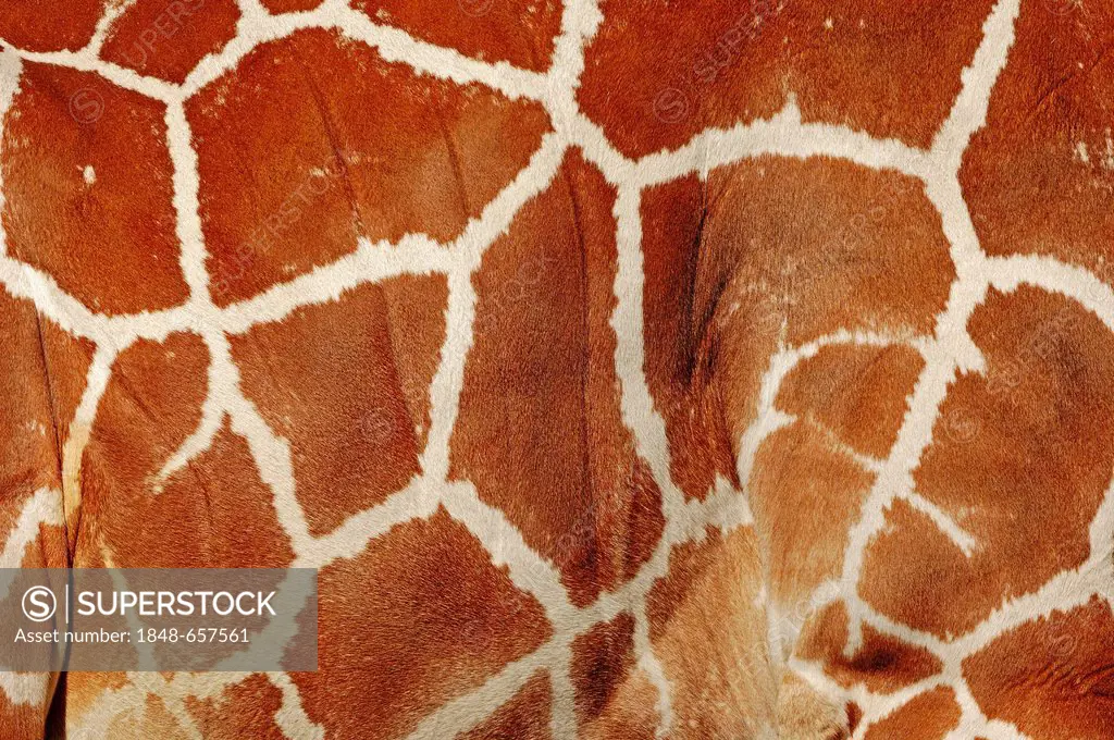 Reticulated giraffe (Giraffa camelopardalis reticulata), skin detail, native to Africa, in captivity, Germany, Europe