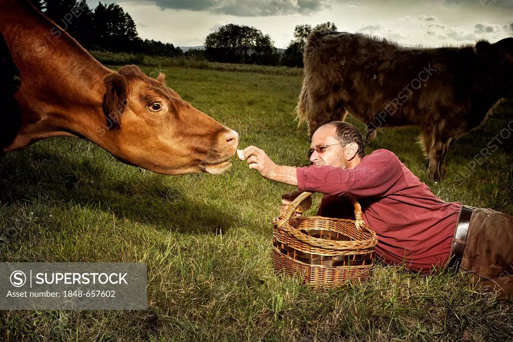 Man with a basket feeding a German Angus cow (Bos primigenius taurus), Austria, Europe