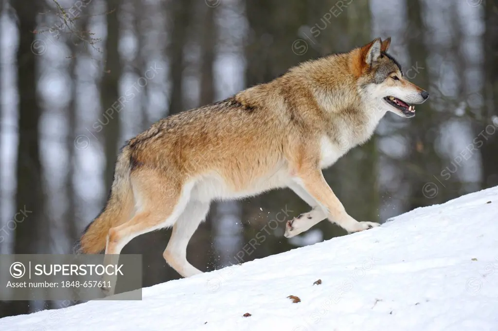 Mackenzie Wolf, Eastern wolf, Canadian wolf (Canis lupus occidentalis) in snow, leader of the pack