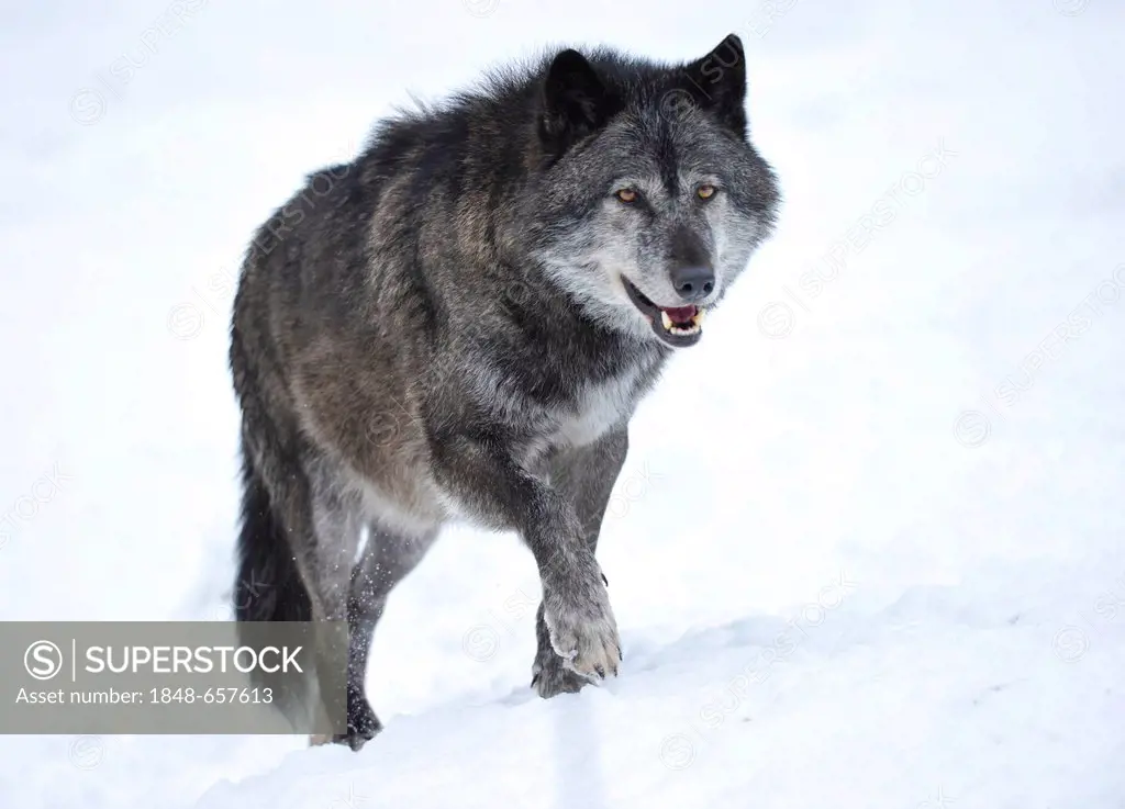 Mackenzie Wolf, Eastern wolf, Canadian wolf (Canis lupus occidentalis) in snow