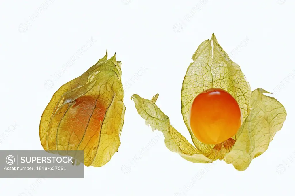 Cape Gooseberry, Goldenberry, Husk Cherry or Peruvian Ground Cherry (Physalis peruviana), fruits