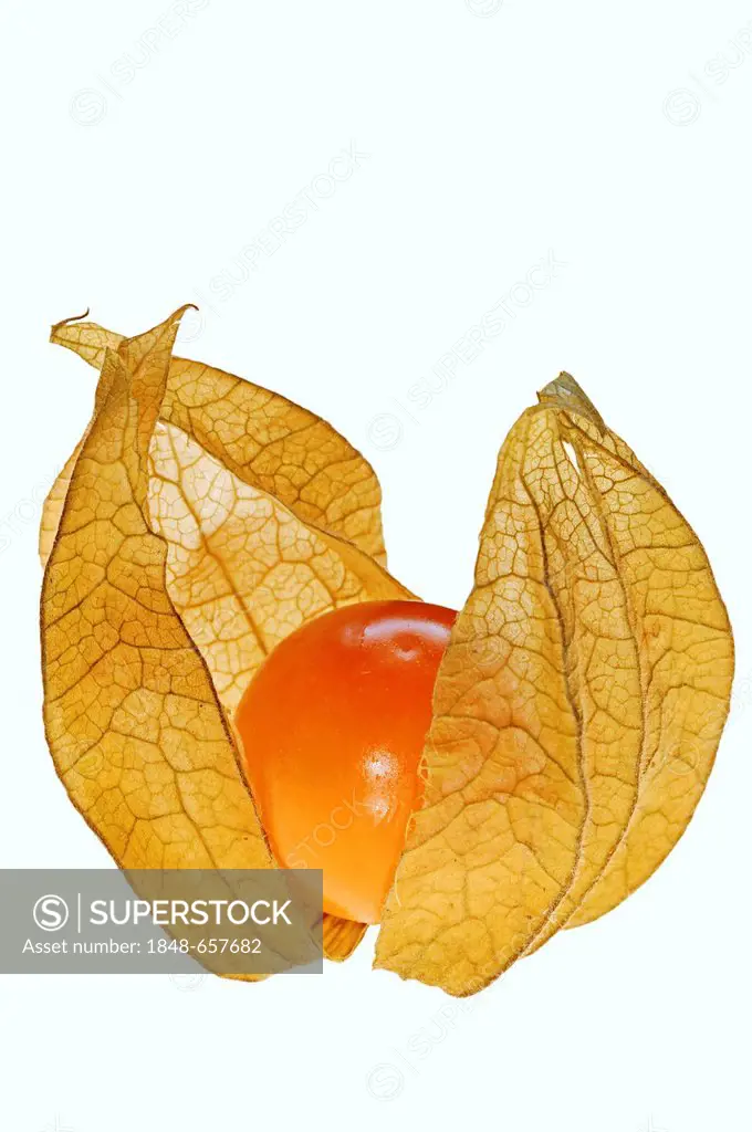 Cape Gooseberry, Goldenberry, Husk Cherry or Peruvian Ground Cherry (Physalis peruviana), fruit