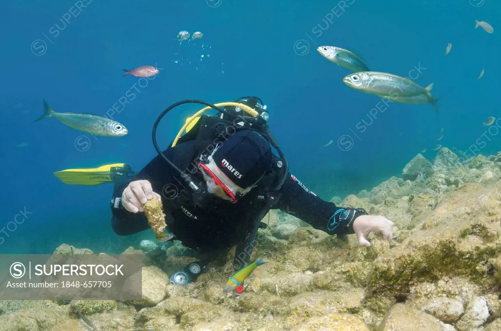 Scuba diver, reef, Marmaris, Turkey, Western Asia
