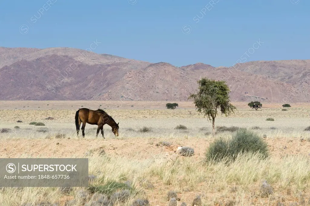 Wild horse in the Namib Desert, Karas region, Namibia, Africa