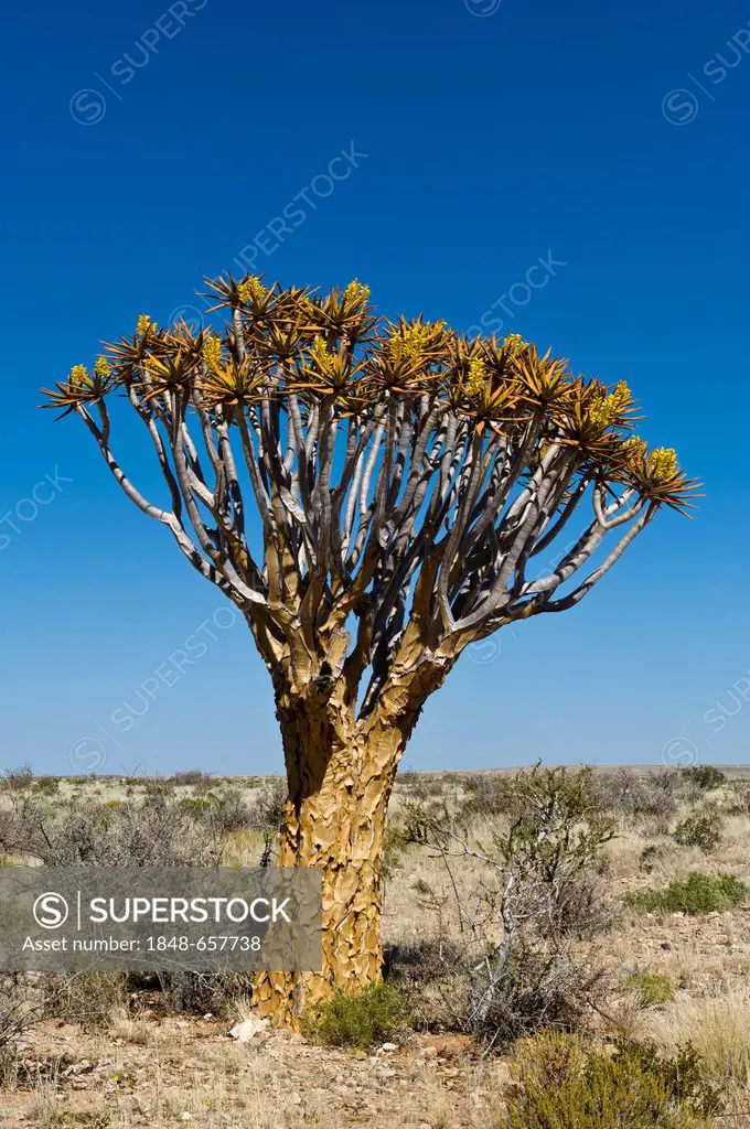 Quiver tree or Kokerboom (Aloe dichotoma), flowering, Karas Region, Namibia, Africa