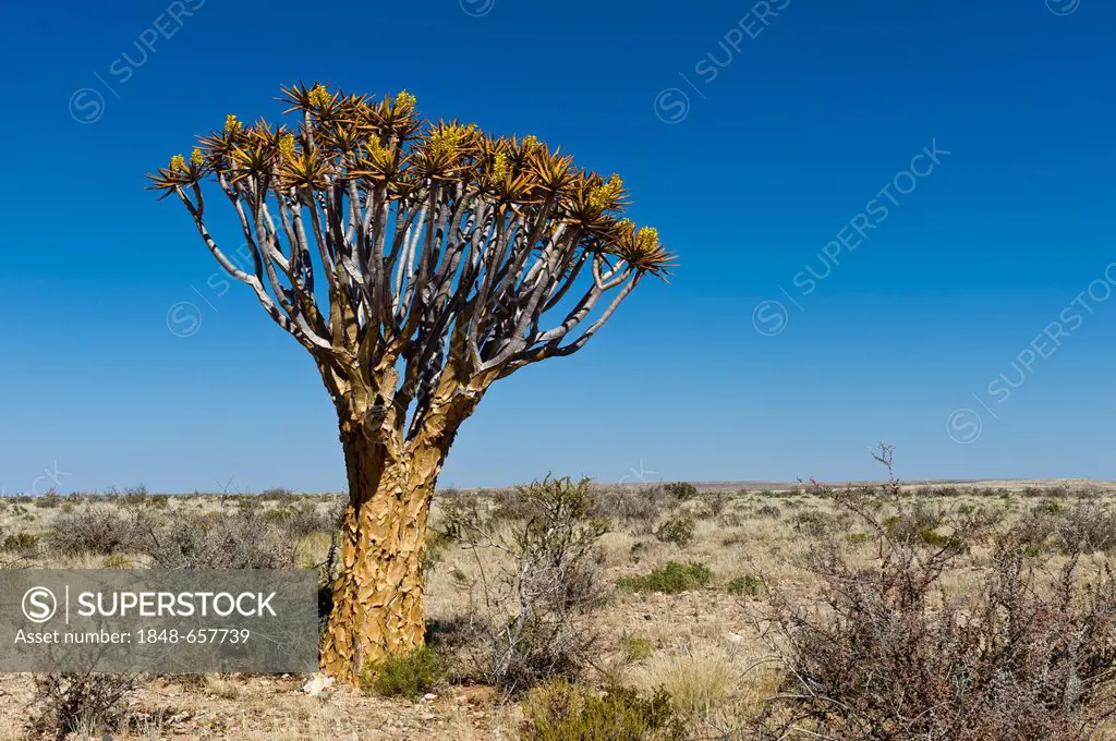 Quiver tree or Kokerboom (Aloe dichotoma), flowering, Karas Region, Namibia, Africa