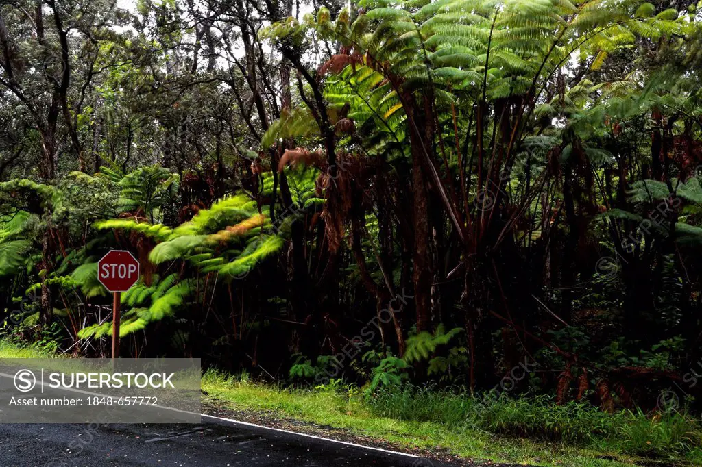 Road through the rain forest near Thurston Lava Tube, Hawai'i Volcanoes National Park, Big Island, Hawaii, USA