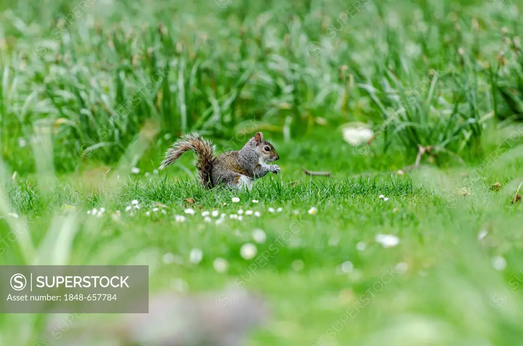 Grey or Gray Squirrel (Sciurus carolinensis), on grass, St James's Park, London, Southern England, England, United Kingdom, Europe